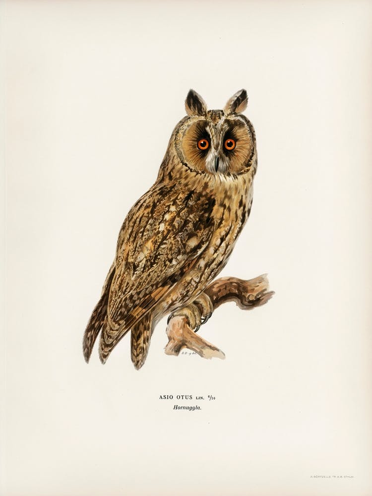 Asio Otus Owl, The Von Wright Brothers