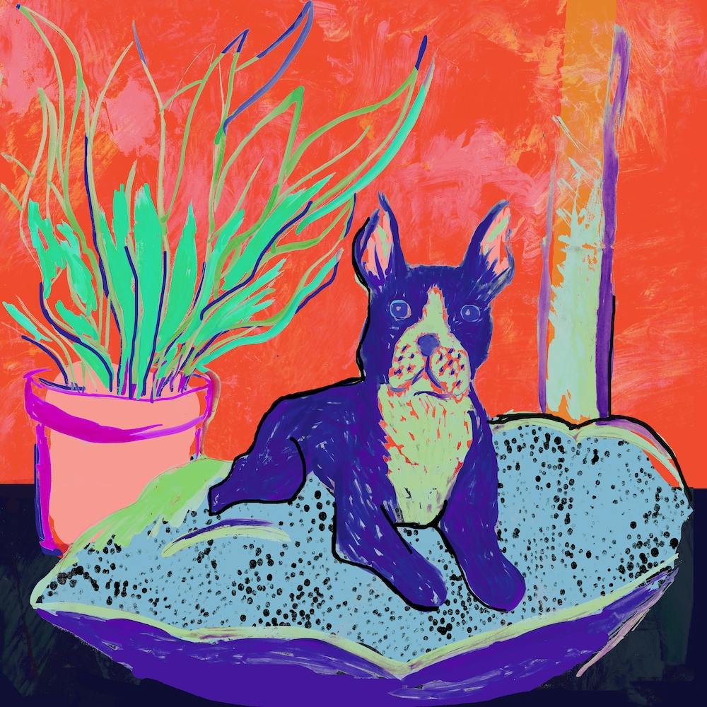 Supra Endura Blue Dog Square