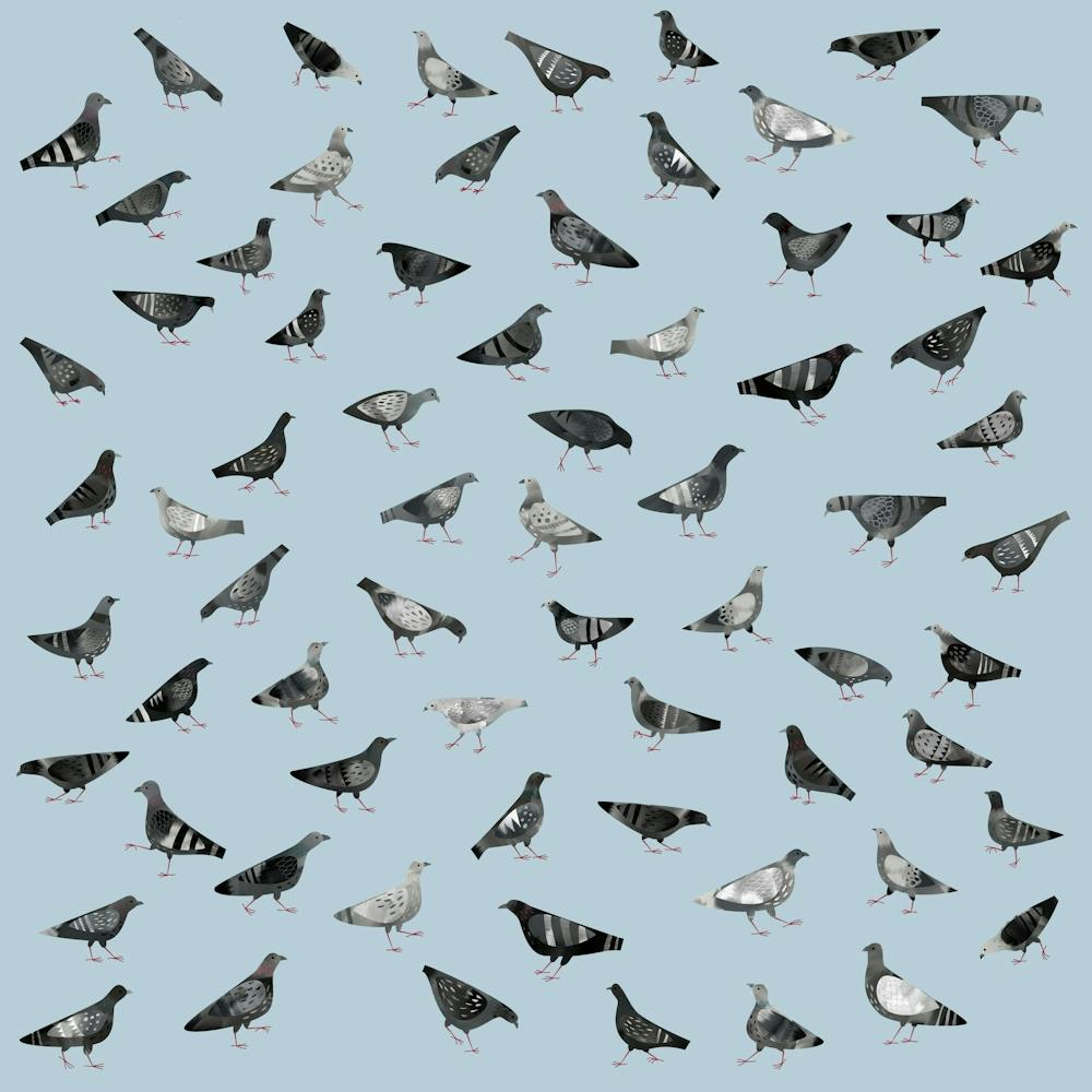 Pigeons Doing Pigeon Things