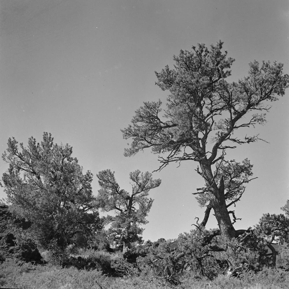 Craters Of The Moon National Monument, Idaho, Trees By Russell Lee