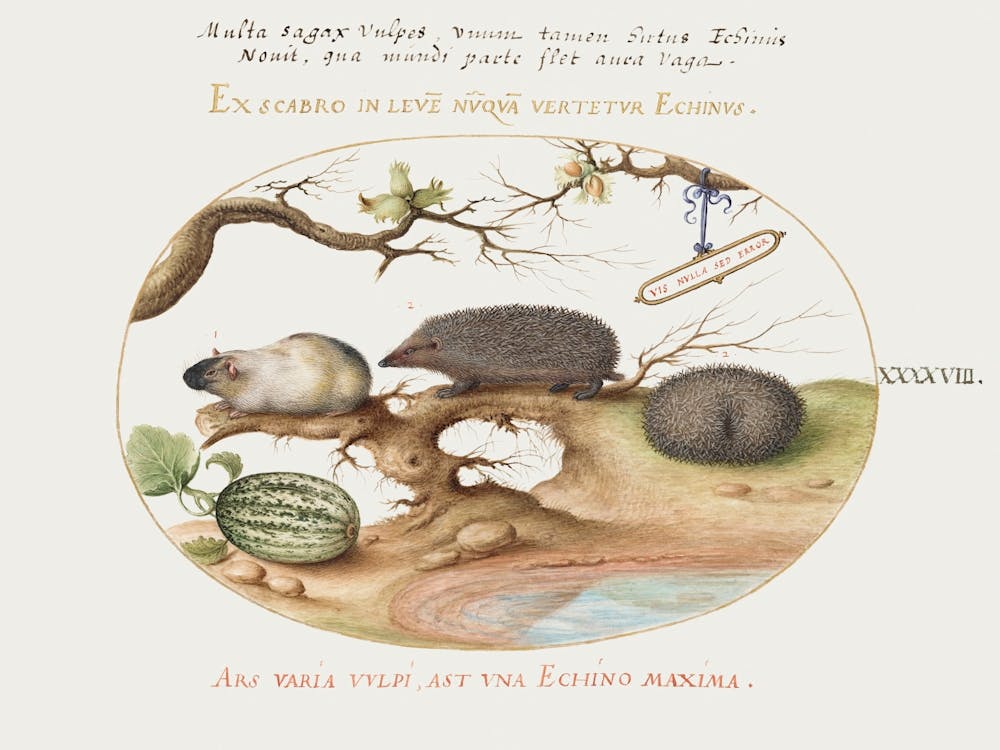 Guinea Pig And Hedgehogs With Melon And Cobnuts (1575–1580), Joris Hoefnagel