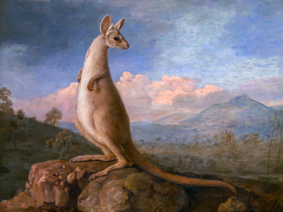 'The Kongouro from New Holland' (Kangaroo) 1772 by George Stubbs in HD Remastered Immaculate Version