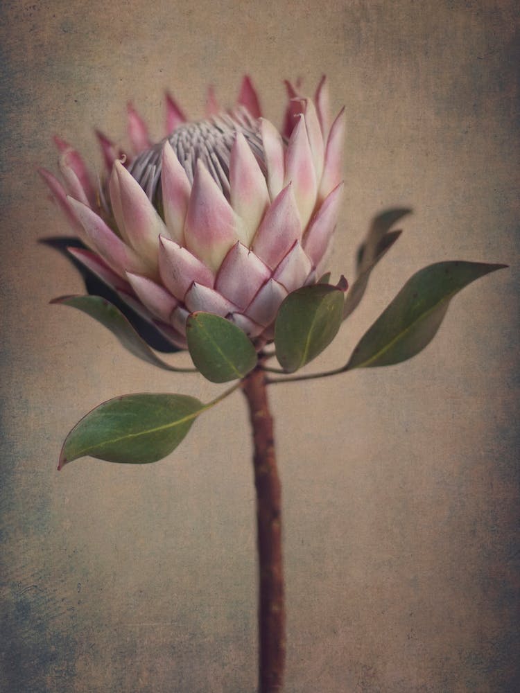 Protea Still