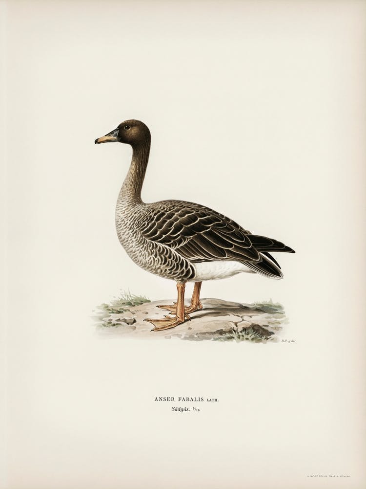 Anser Fabalis, The Von Wright Brothers