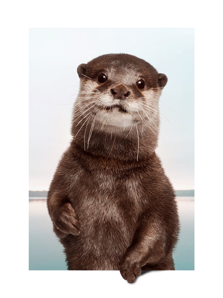 Otter