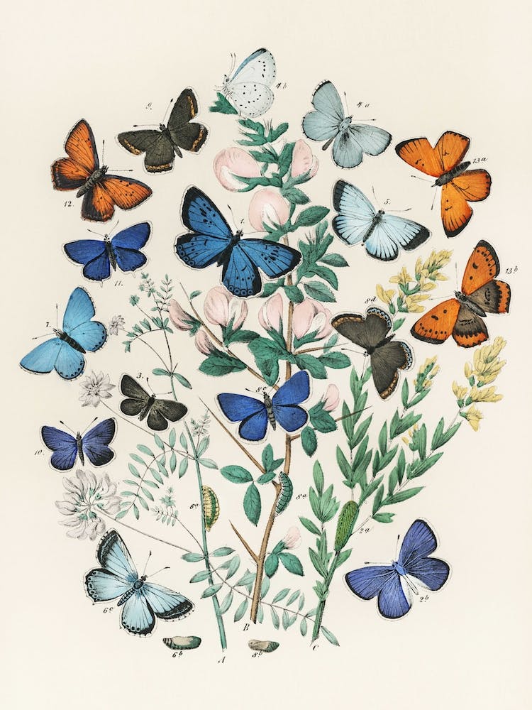 European Butterflies And Moths