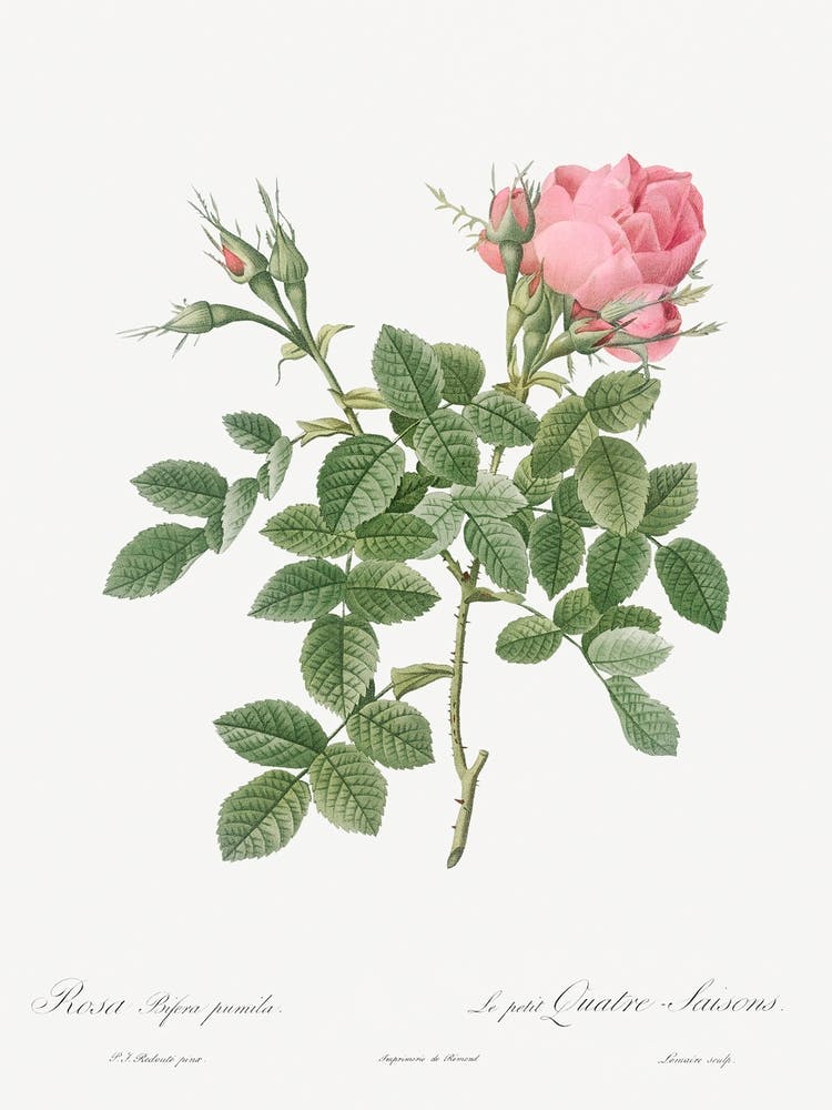 Dwarf Four Seasons Rose, Pierre Joseph Redoute