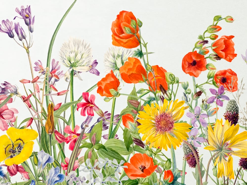 Wildflowers