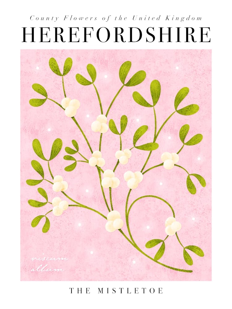 UK County Flowers Herefordshire Mistletoe