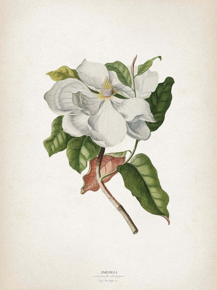 Vintage Ehret 4 Magnolia Maximo