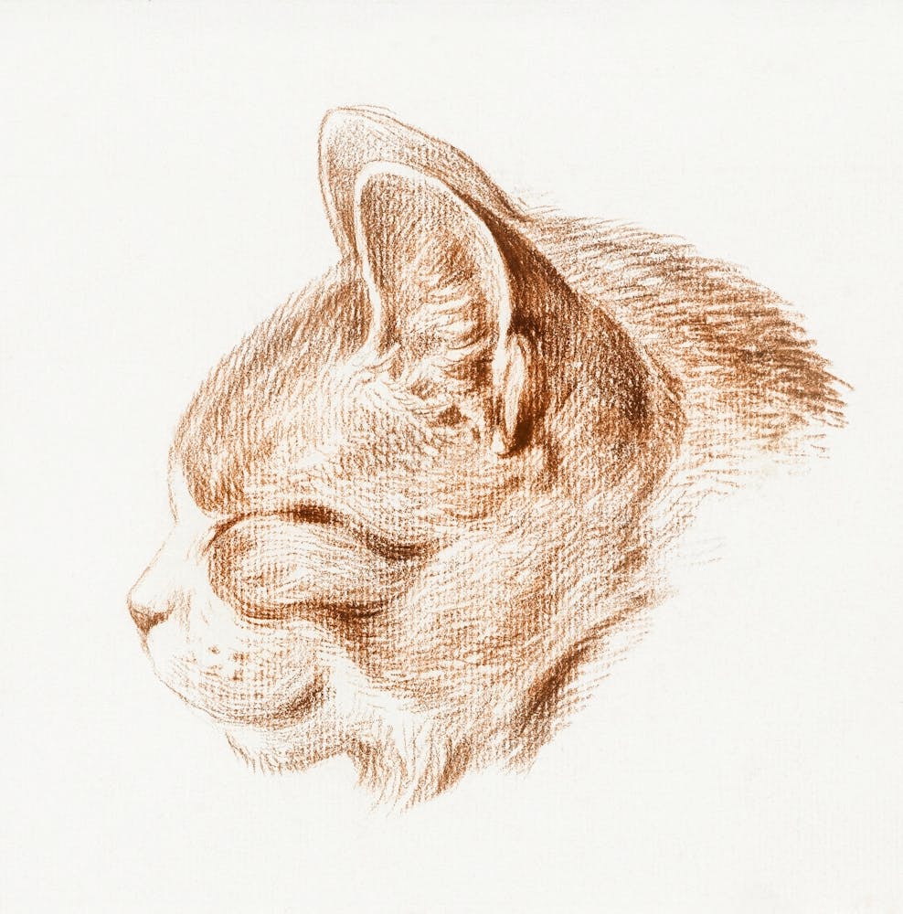 Cat Portrait