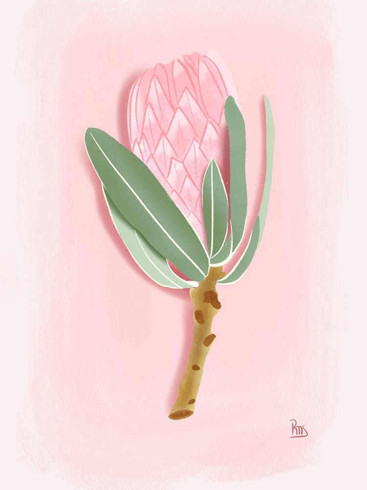 Protea Flower Gouache Digital