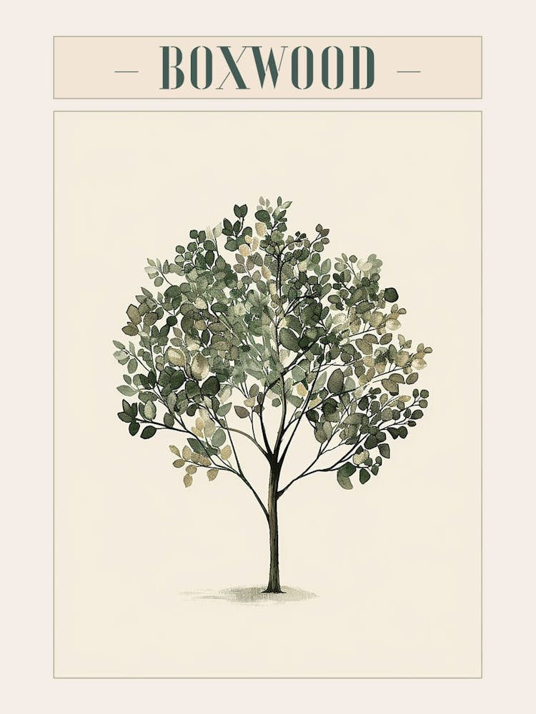 Boxwood Tree Minimal Japandi Illustration 1 Poster