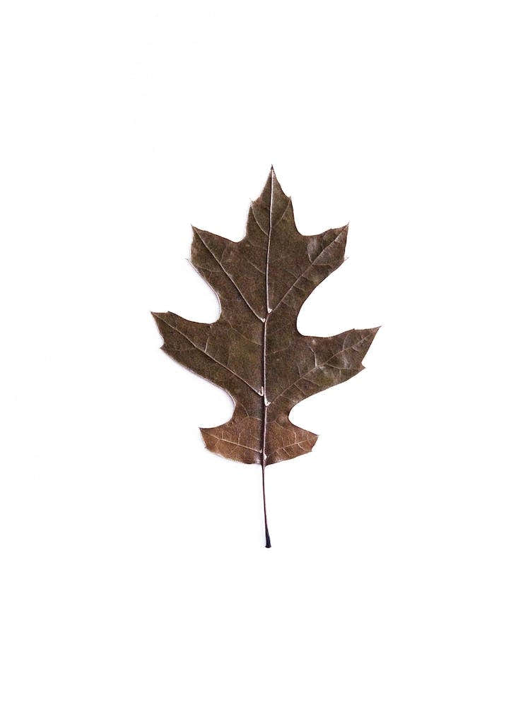 Leaf
