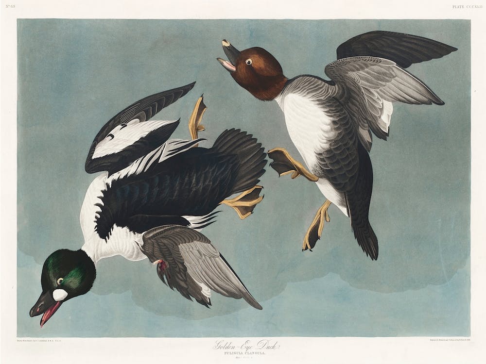 Golden Eye Duck, Birds Of America, John James Audubon