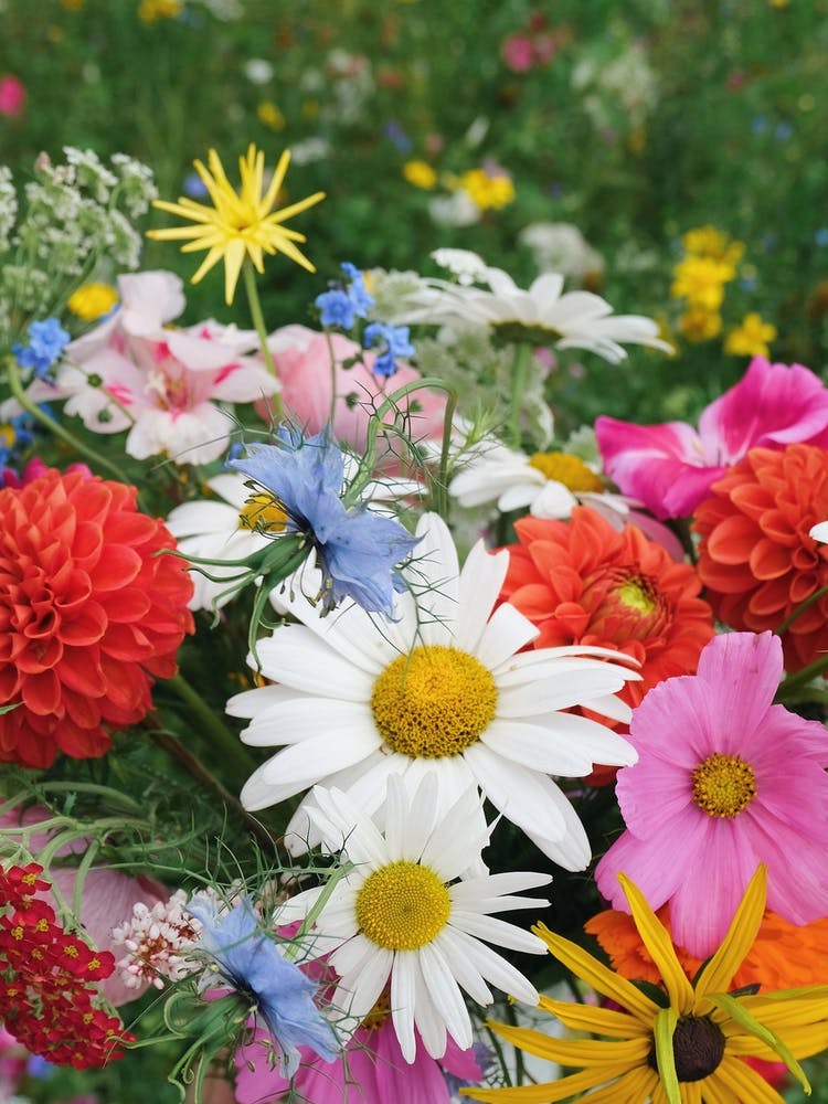 Joy With Flowers