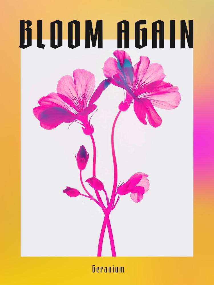 Hot Pink Geranium 1 Poster