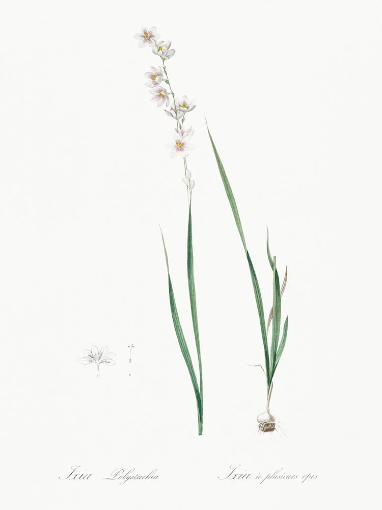 Ixia Polystachia Illustration From Les Liliacées (1805), Pierre Joseph Redoute