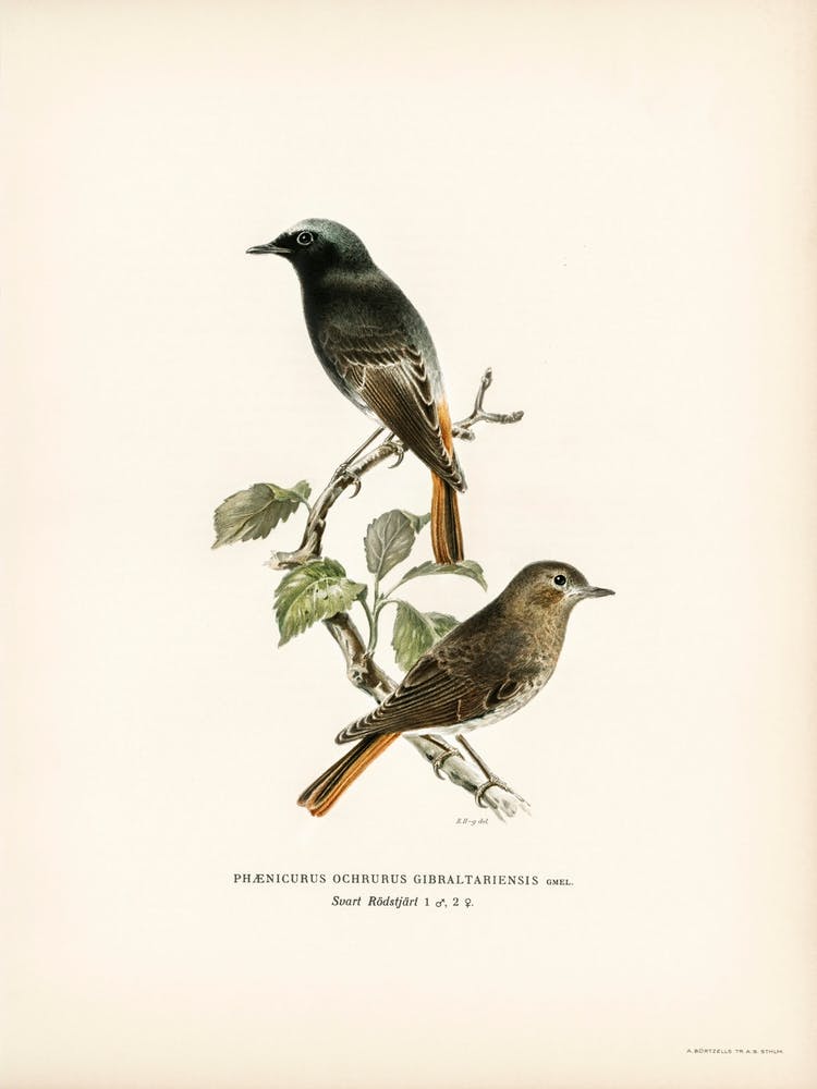 European Black Redstart, The Von Wright Brothers