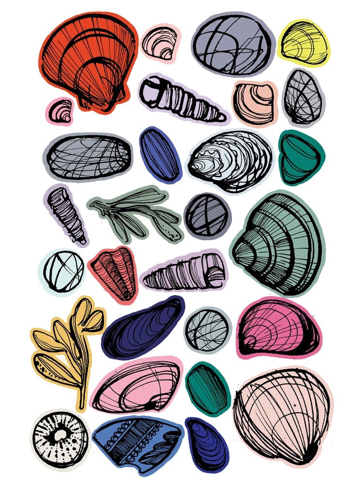 Seashells