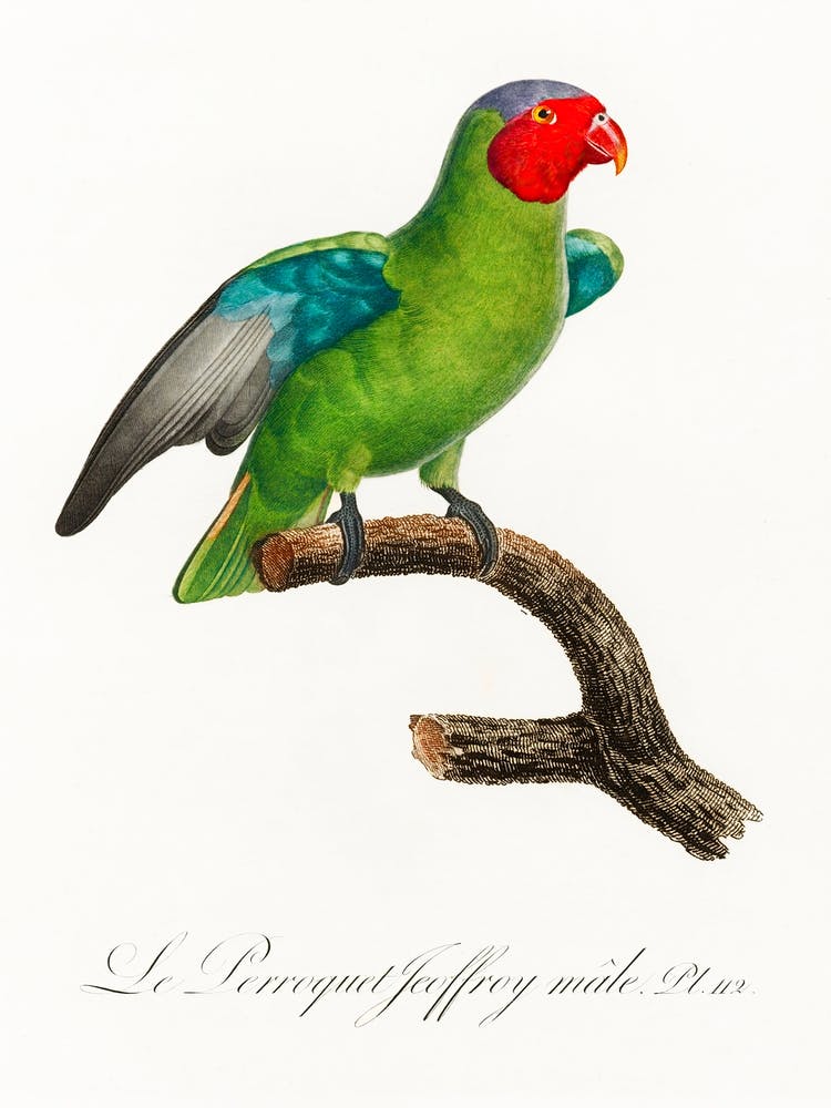 The Red Cheeked Parrot, Male, From Natural History Of Parrots, Francois Levaillant