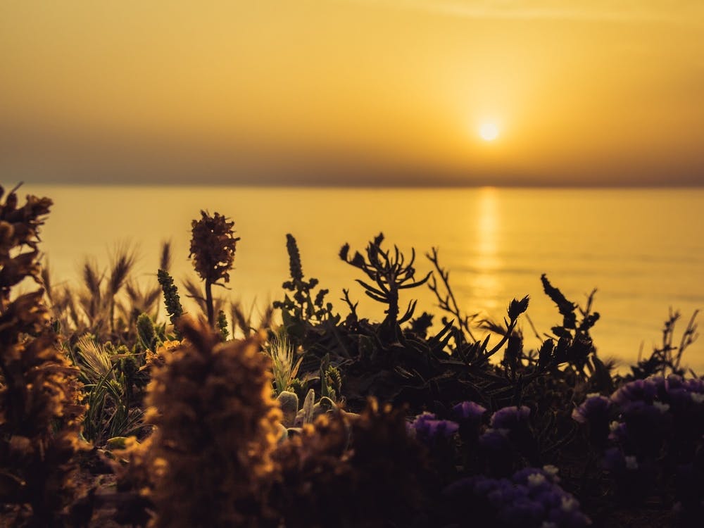 Serene Golden Sunset Over The Sea With The Wild Flowers 1