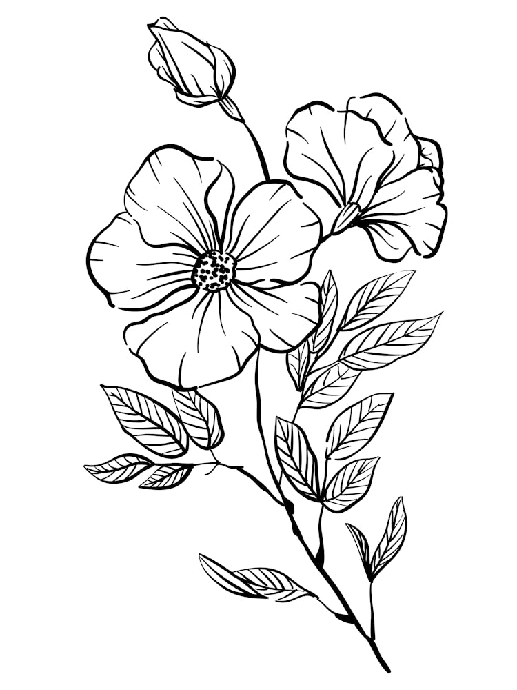 Flower Drawing