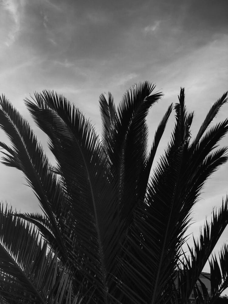 Black & White Palm Leafs