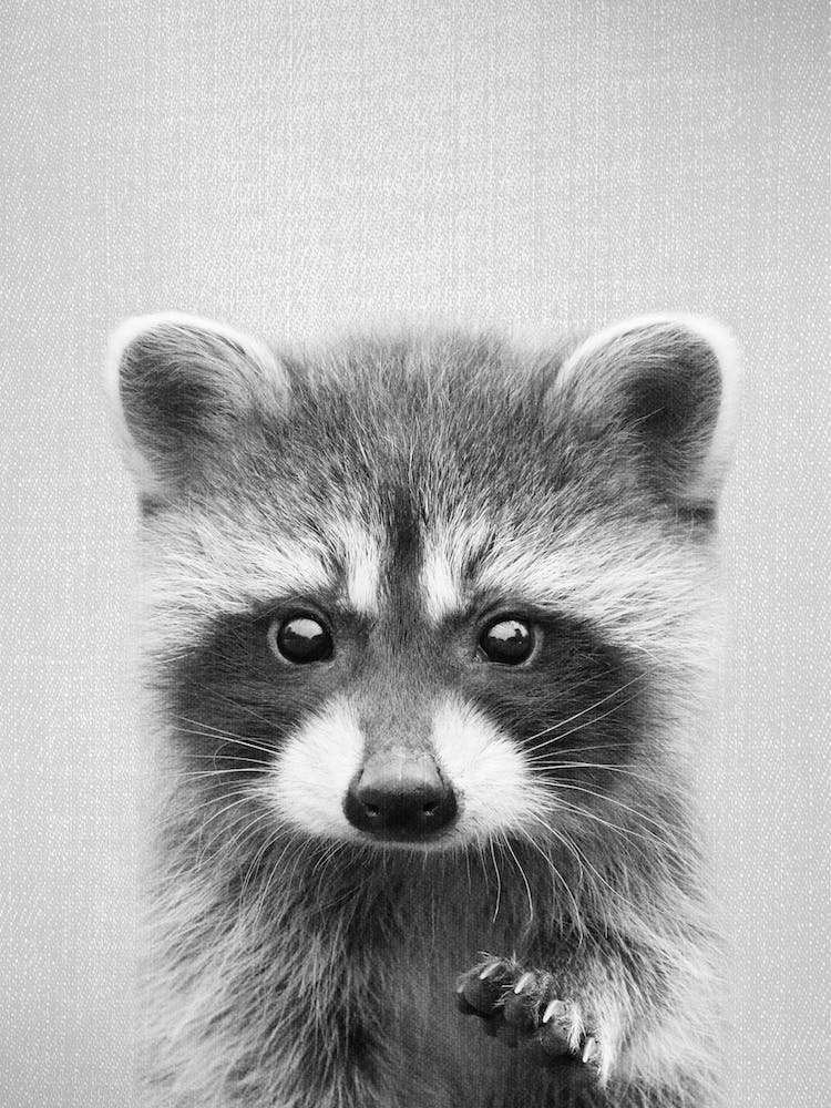 Raccoon - Black & White