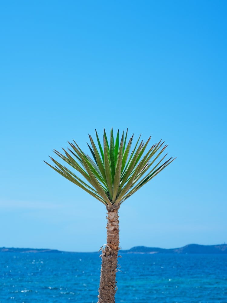 Palmtree Ibiza Blue Sky Summer Travel