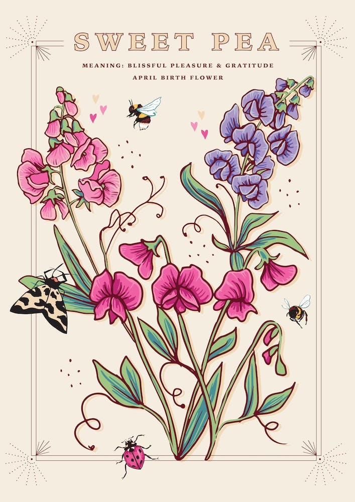 Geburtsblume April Wicke auf Creme