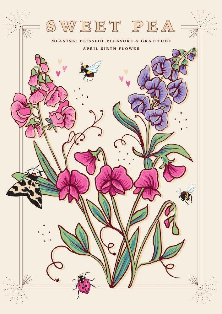 April Birth Flower Sweet Pea On Cream