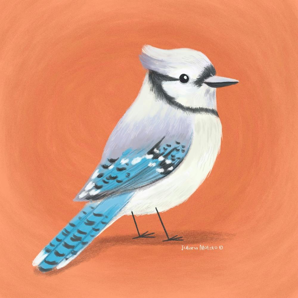 Blue Jay