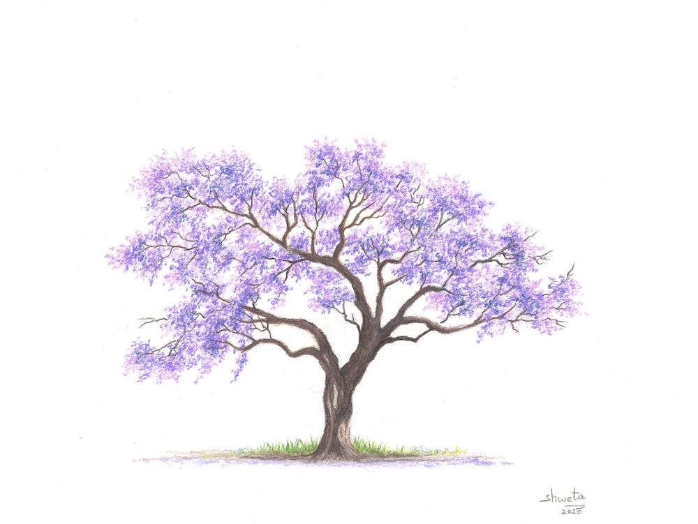 Purple Jacaranda Tree