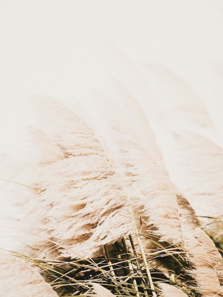 Breezy Pampas Grass