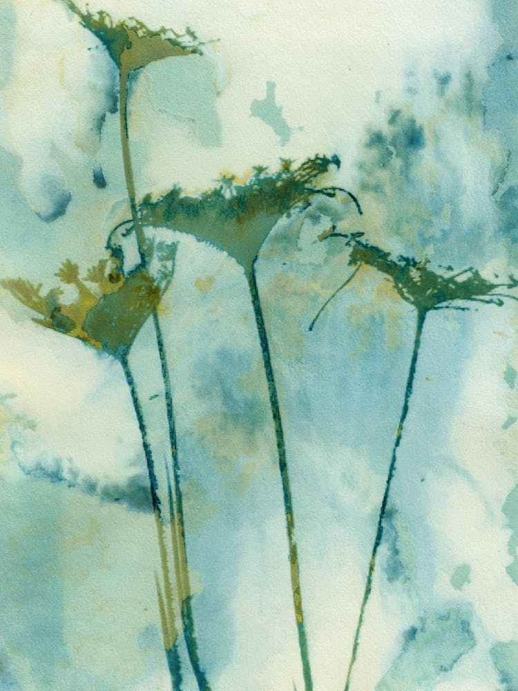 Queen Anne Of The Meadows