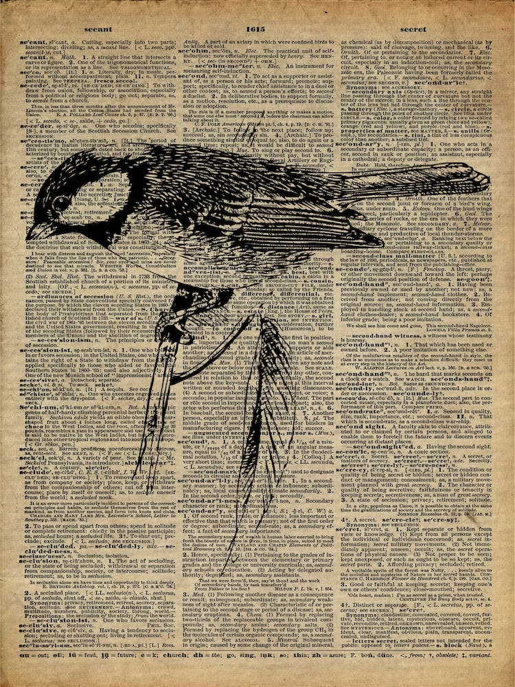Great Tit Bird