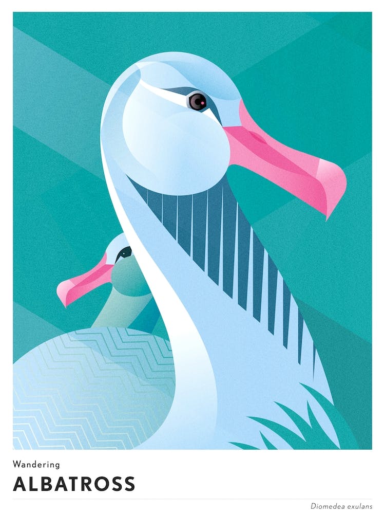 Wanderalbatros