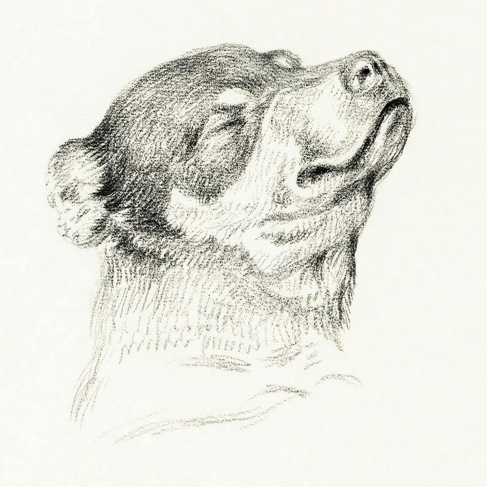 Head Of A Sleeping Dog, Jean Bernard