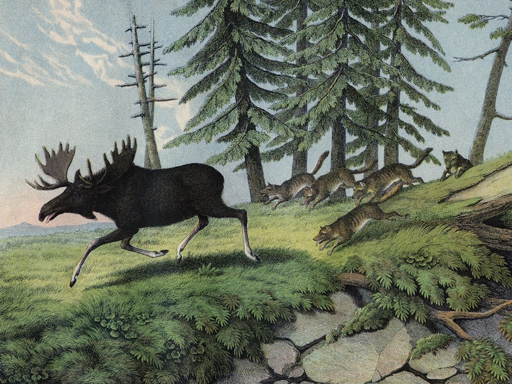 Vintage Kolb 11 Tafel 5 Elenn