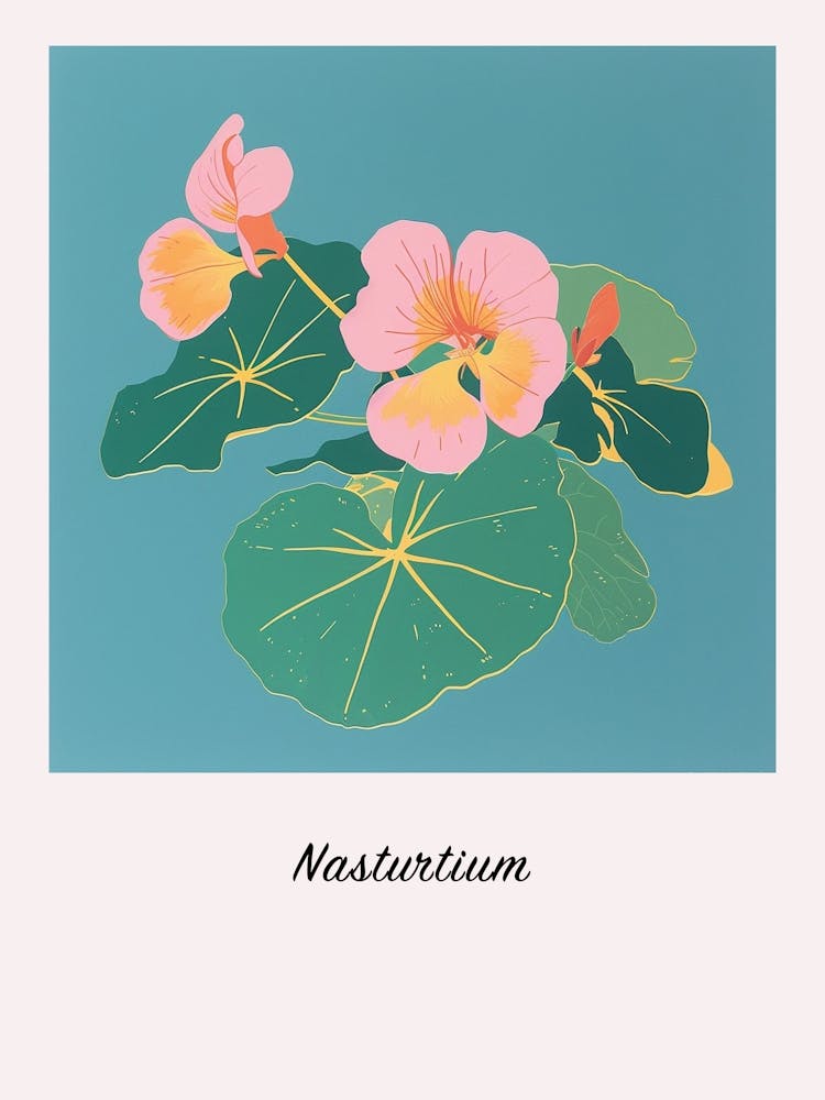 Nasturtium 2 Square Flower Illustration Poster
