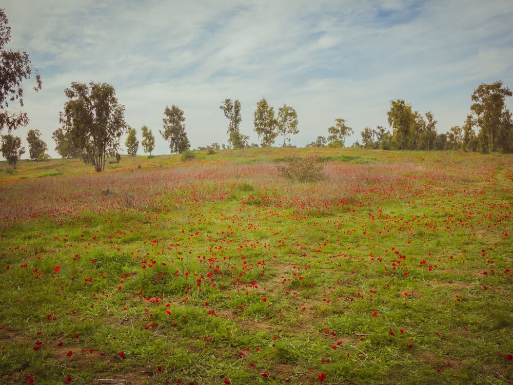 Field Of Red Anemones 2