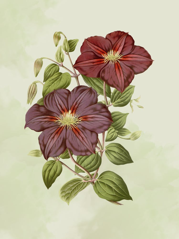 Clematis 2
