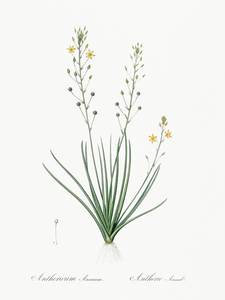 Bulbine Lily Illustration From Les Liliacées (1805), Pierre Joseph Redoute