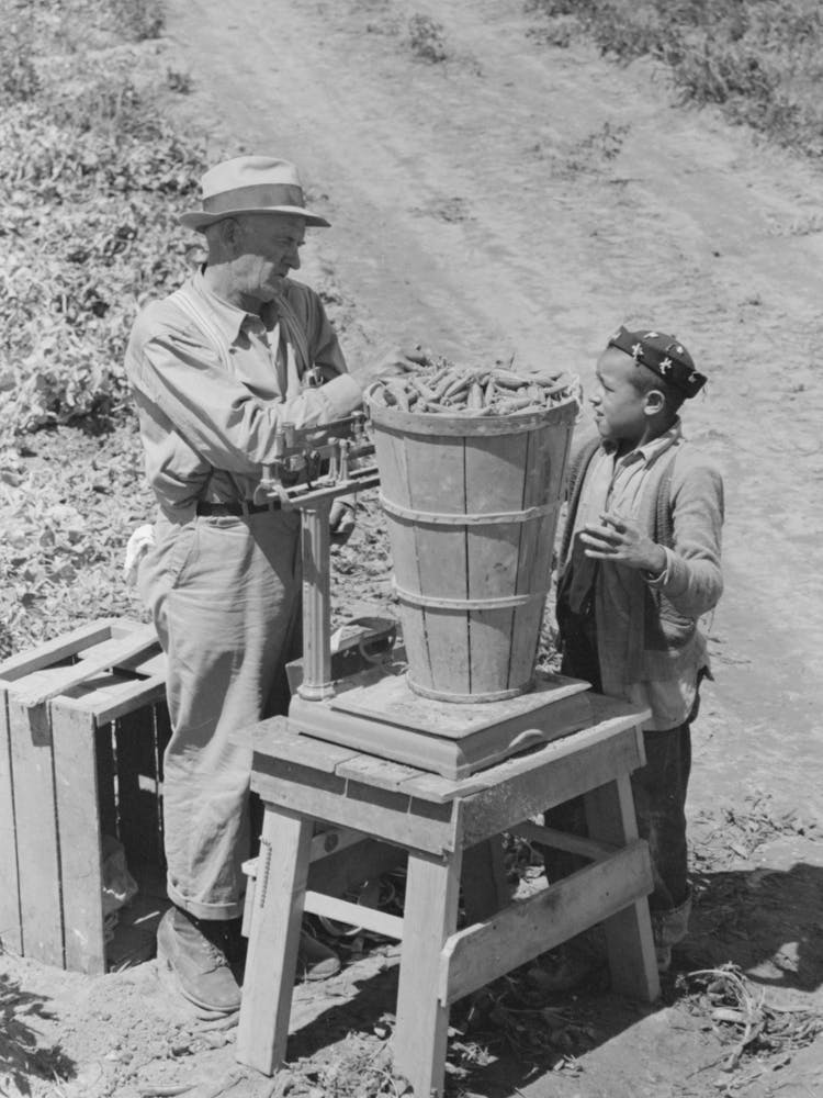 Weighing In A Hamper Of Peas, Labor Contractor S Pea Pickers Crew, Nampa, Idaho, By Russell Lee