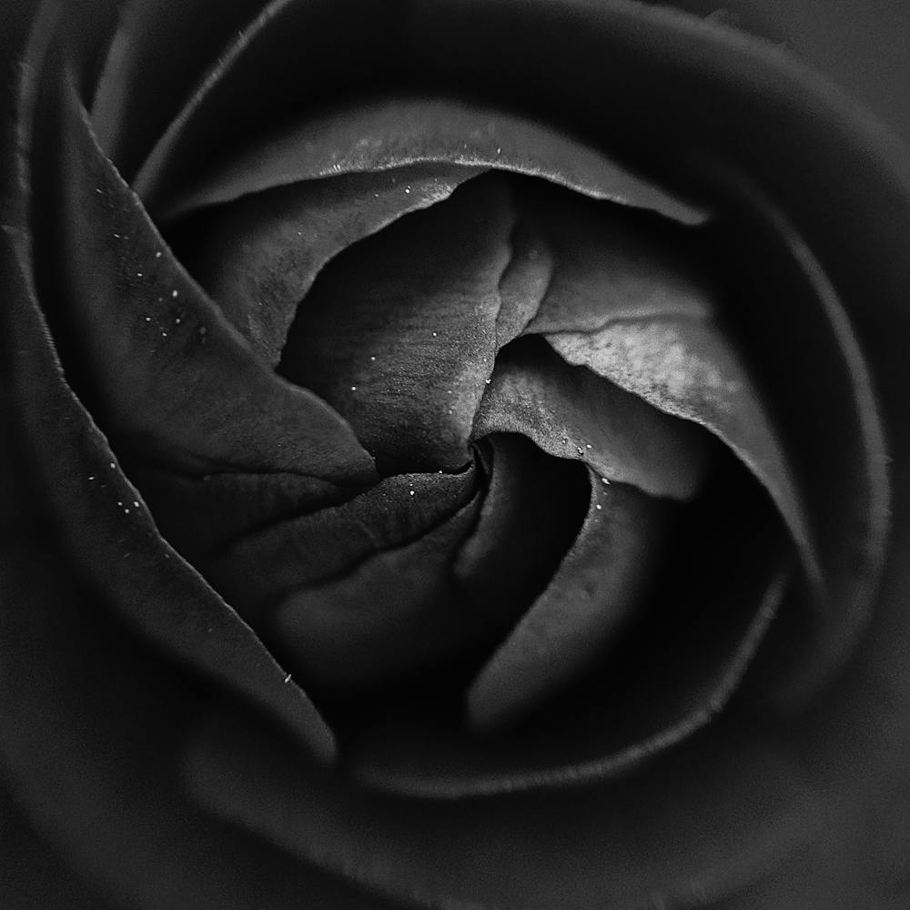 Black Rose