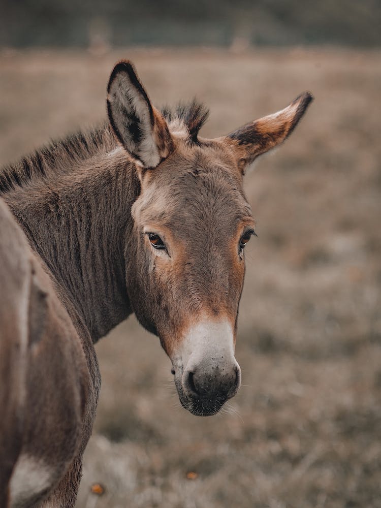 Donkey In Field