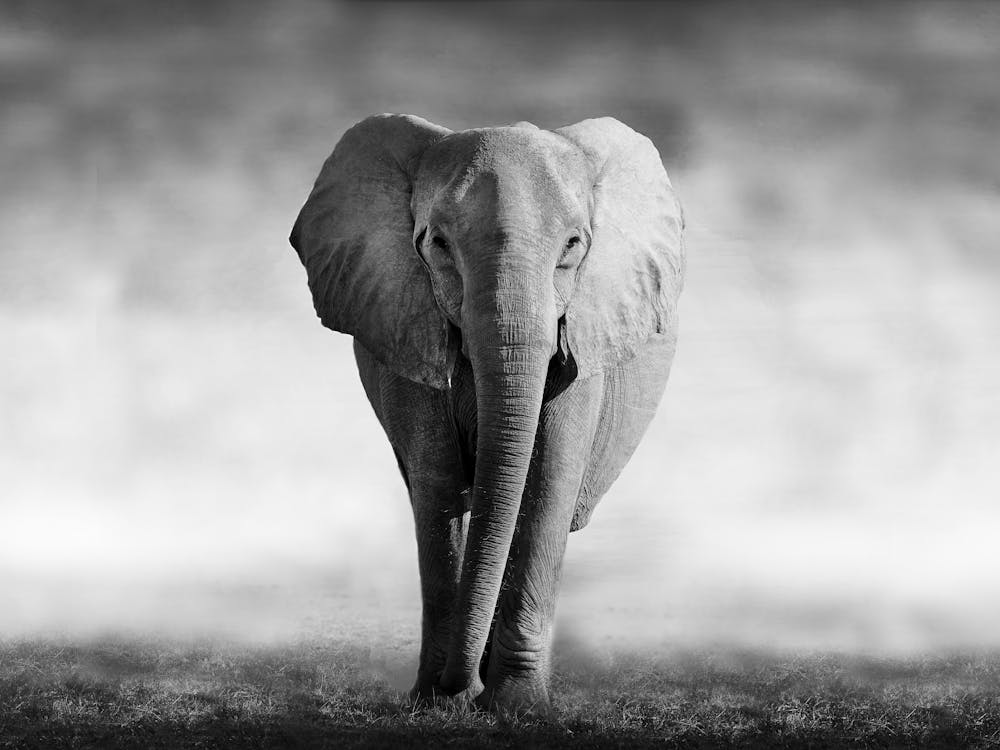 Elephant In The Grass 3