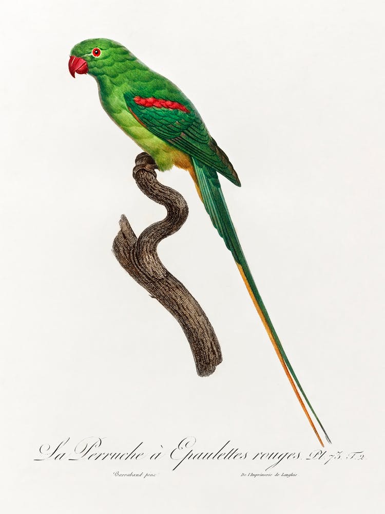 The Alexandrine Parakeet From Natural History Of Parrots, Francois Levaillant