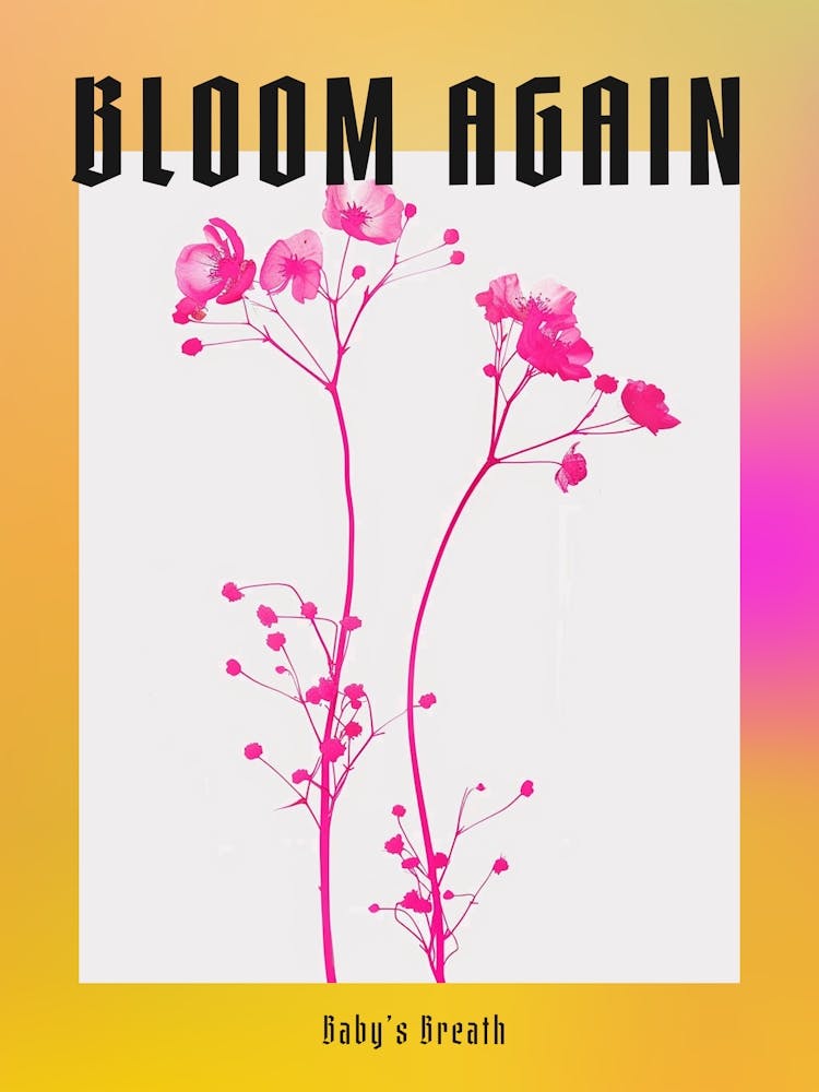 Hot Pink Babys Breath 1 Poster